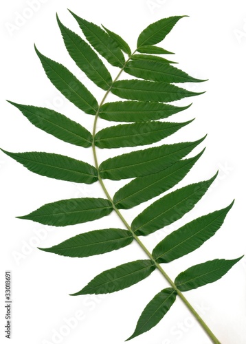 leaf of sumac