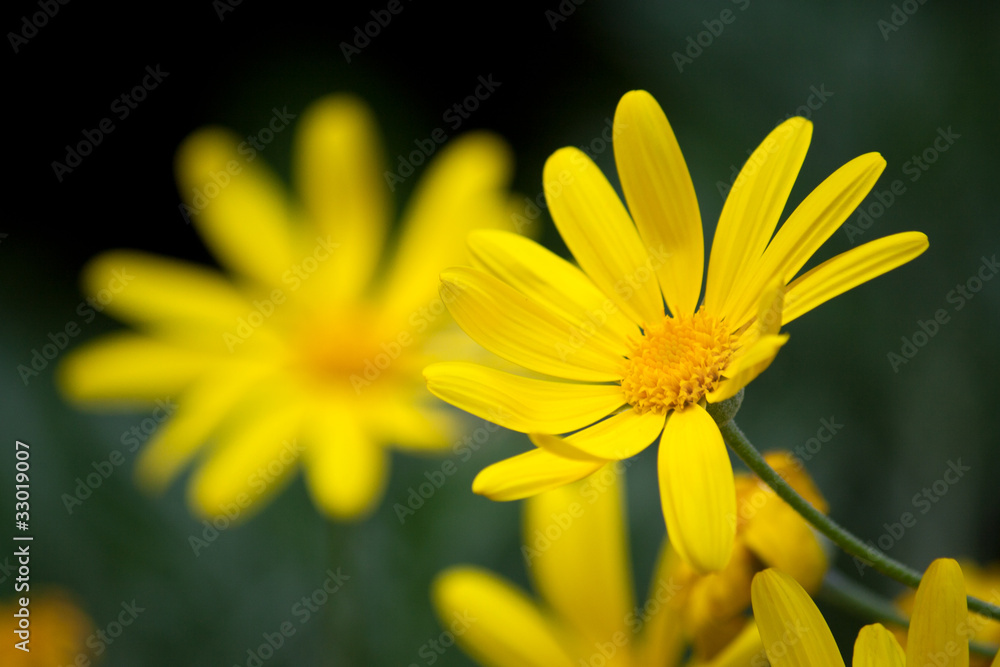 Obraz premium Yellow flower