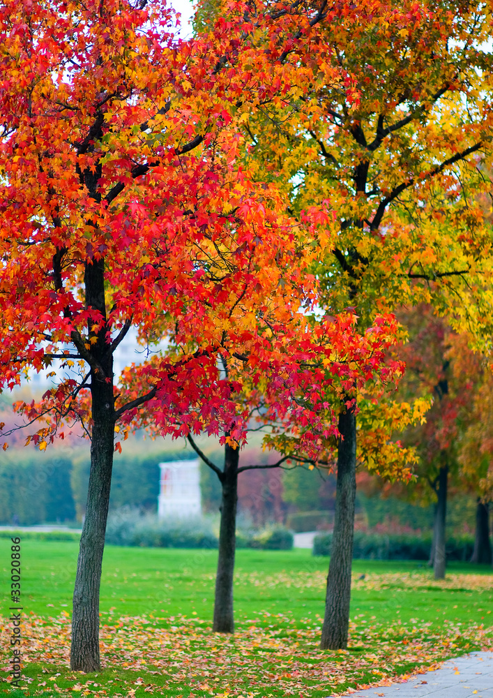 Naklejka premium Autumn maples