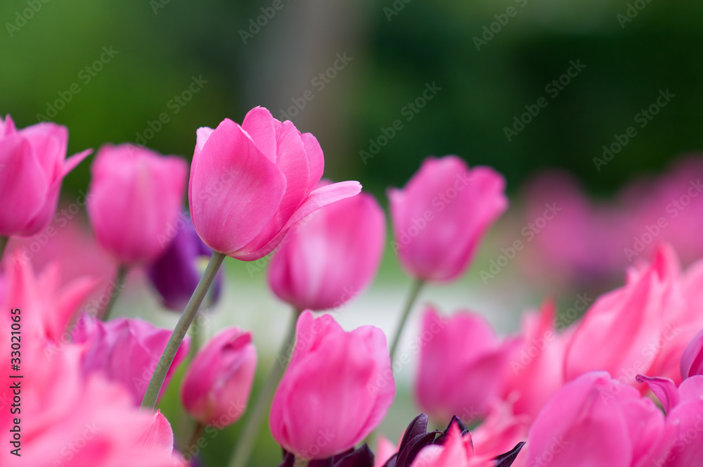 Pink tulips Pink tulips
