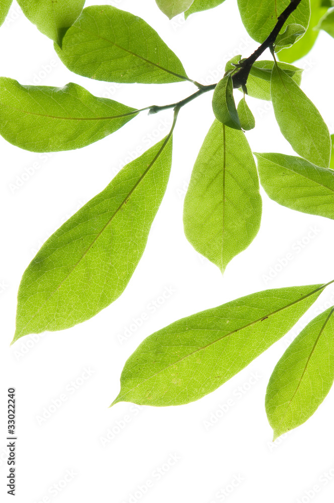 Grüner Blätter Grüner Blätter