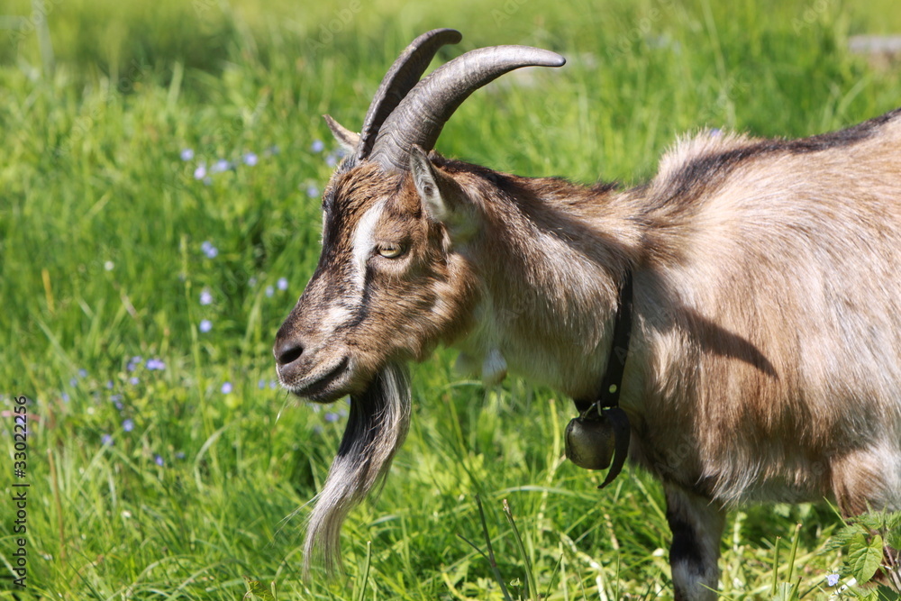 Hausziege Stock-Foto | Adobe Stock