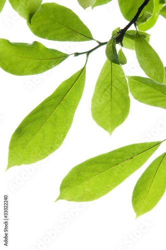 Grüner Blätter