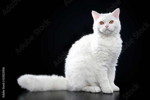 Fotografie Selkirk rex cat