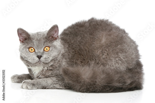 Foto Selkirk Rex breed cat on a white background