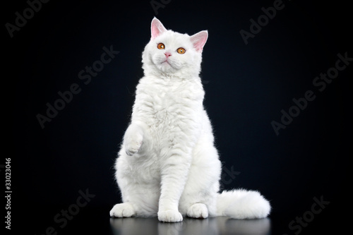 Canvastavla Selkirk rex cat