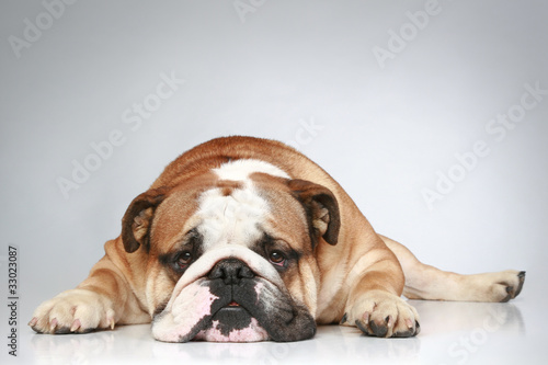 English bulldog lying on a grey background