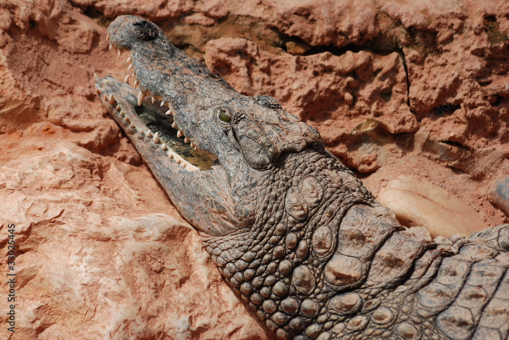 Obraz premium crocodile