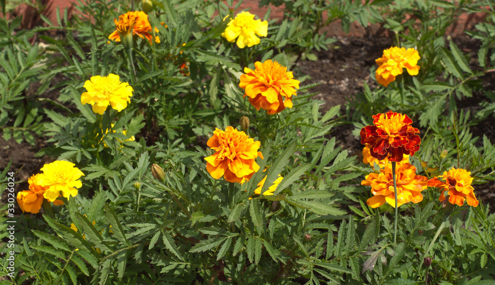 Orange velvet flowers with green leaves grows on a ground