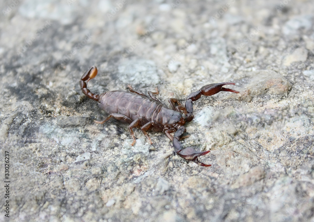 scorpion scorpion