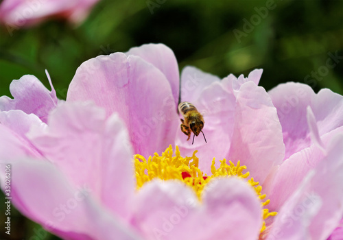 Bee flying above pink peony.