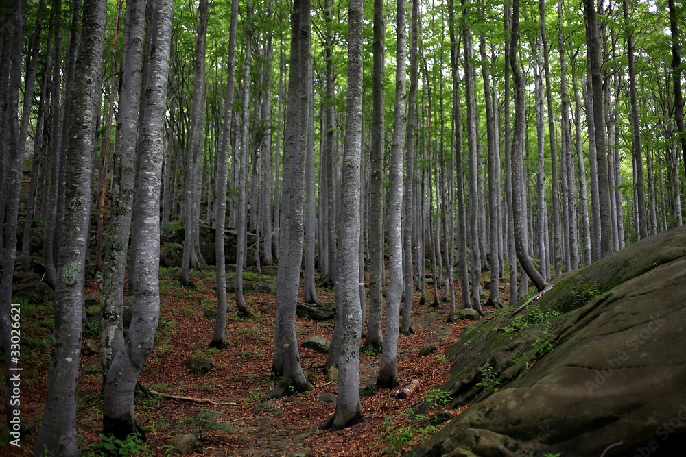 Obraz premium foresta verde