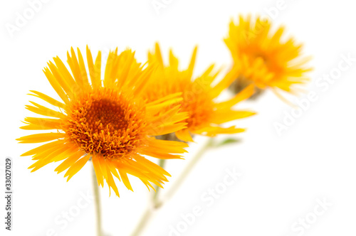 meadow yellow flower