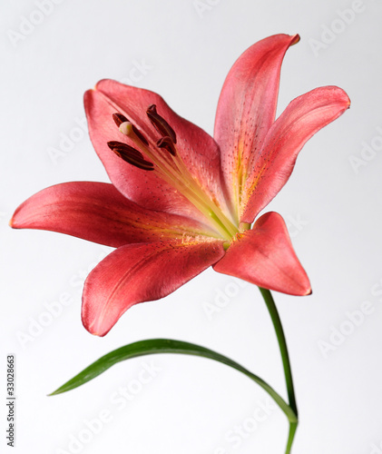 Red flower of the royal lilies #1