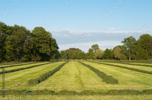 rows of hay