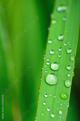 緑と水滴