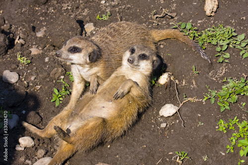 Meerkat (Suricata suricatta) hedonist