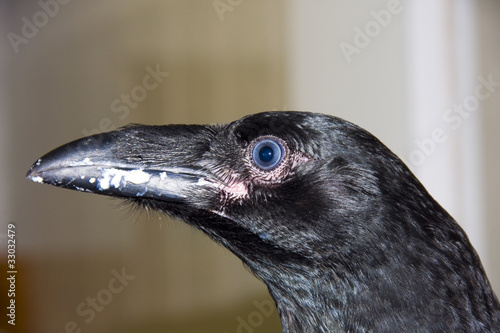 Young raven (Corvus corax)