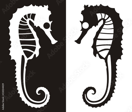 Caballito de mar_2