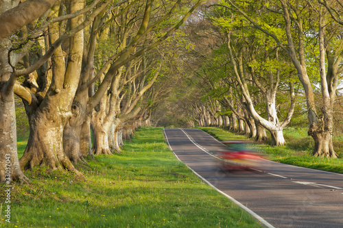 Red Car in the Avenue of Trees