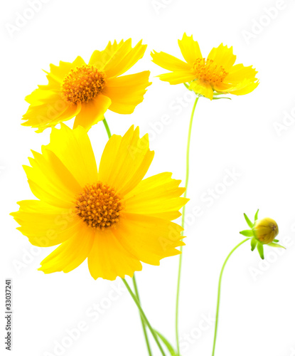Yellow Cosmos flowers on a white background