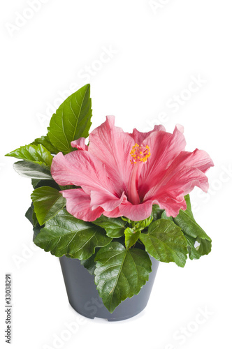 Hibiscus flower in a pot
