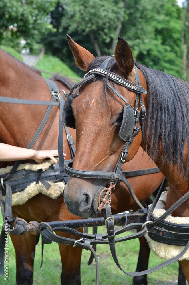 Obraz premium cavallo