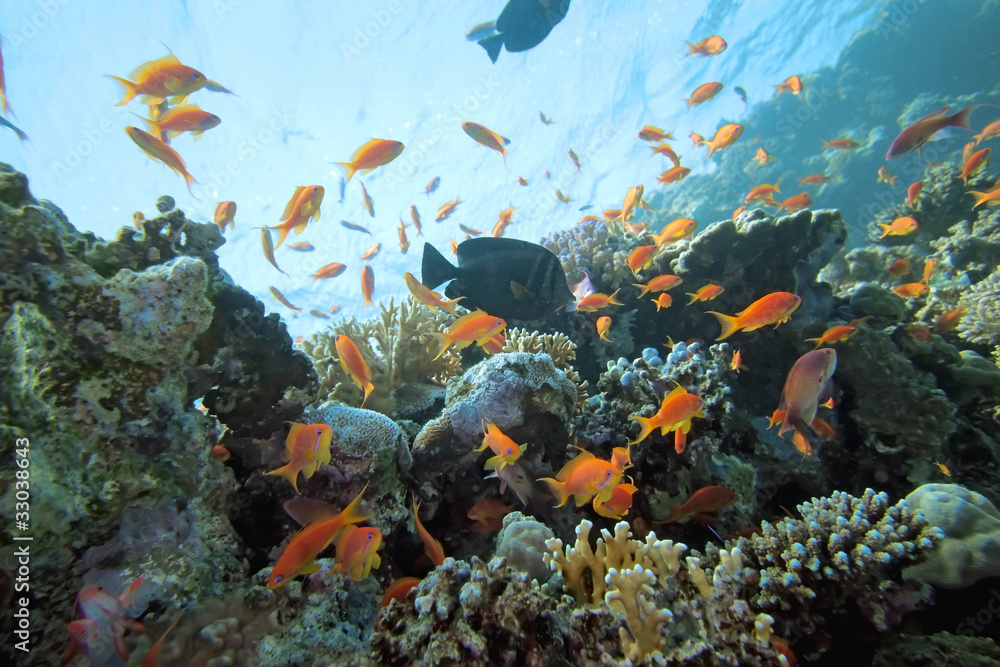 Coral scene on the reef