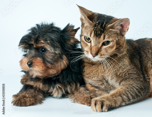 Puppy and cat in studio © Ulf