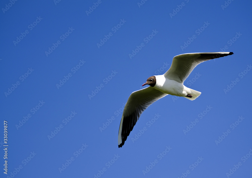 Mediterranean Gull