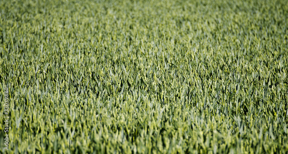 Obraz premium crop