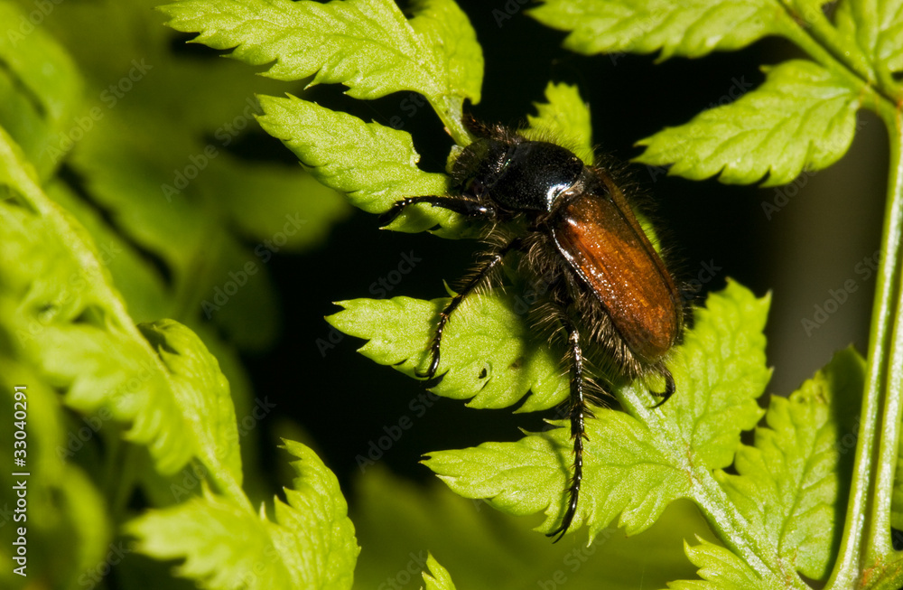 Garden Chafer (Phyllopertha horticola) on Fern Garden Chafer (Phyllopertha horticola) on Fern