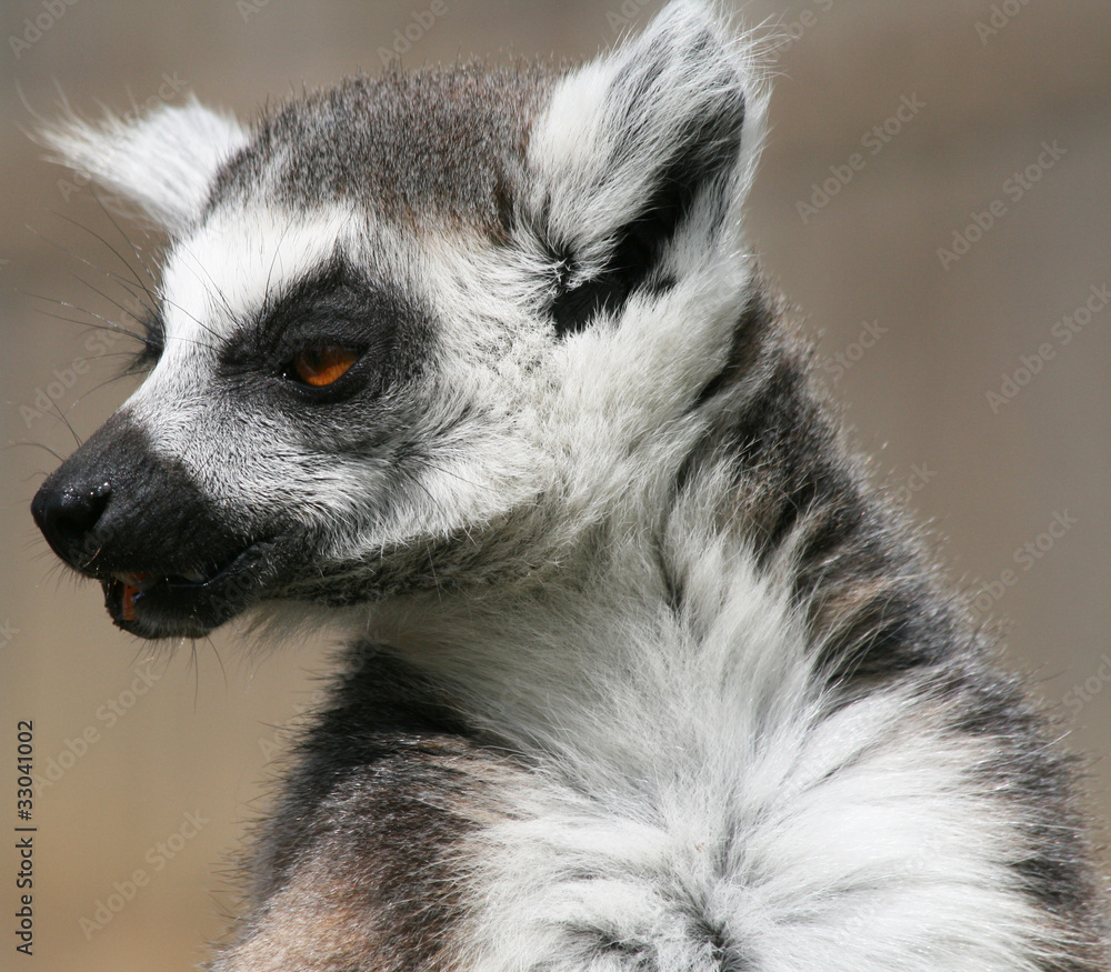 Fototapeta premium Ring-tailed Lemur 4