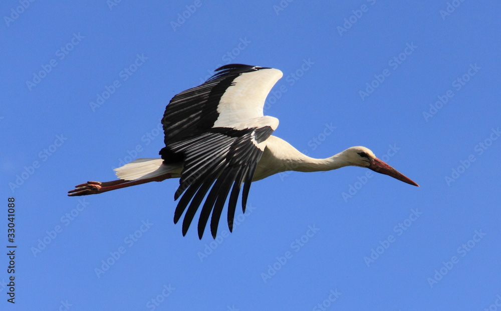 Obraz premium Bocian