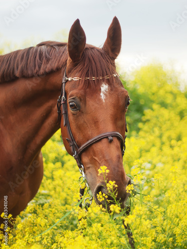 portrait of beautiful red horse