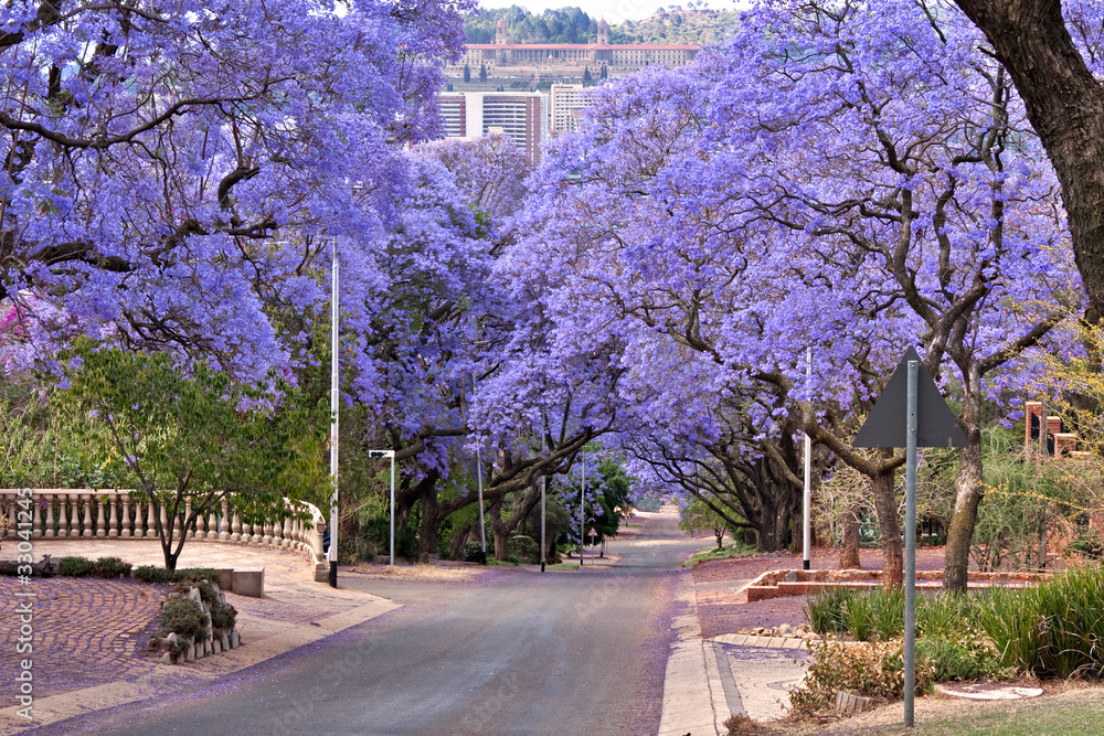 Fototapeta premium jacaranda trees