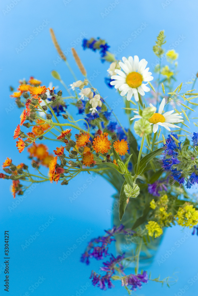 Obraz premium wild flowers on a blue background