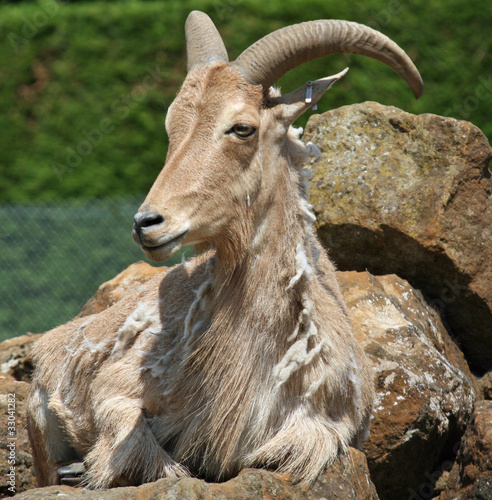 Barbary Sheep photo