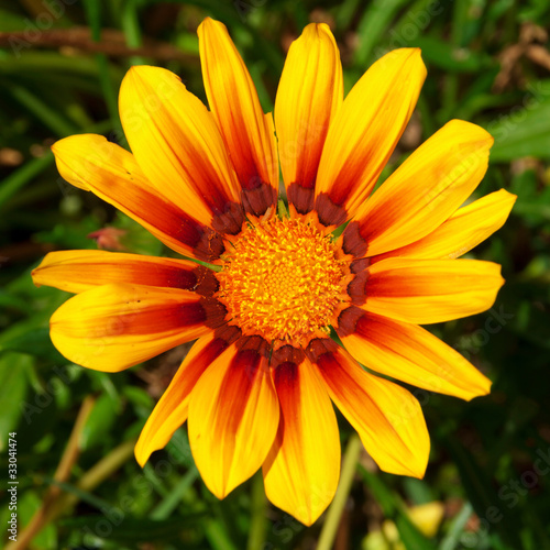 Gazania