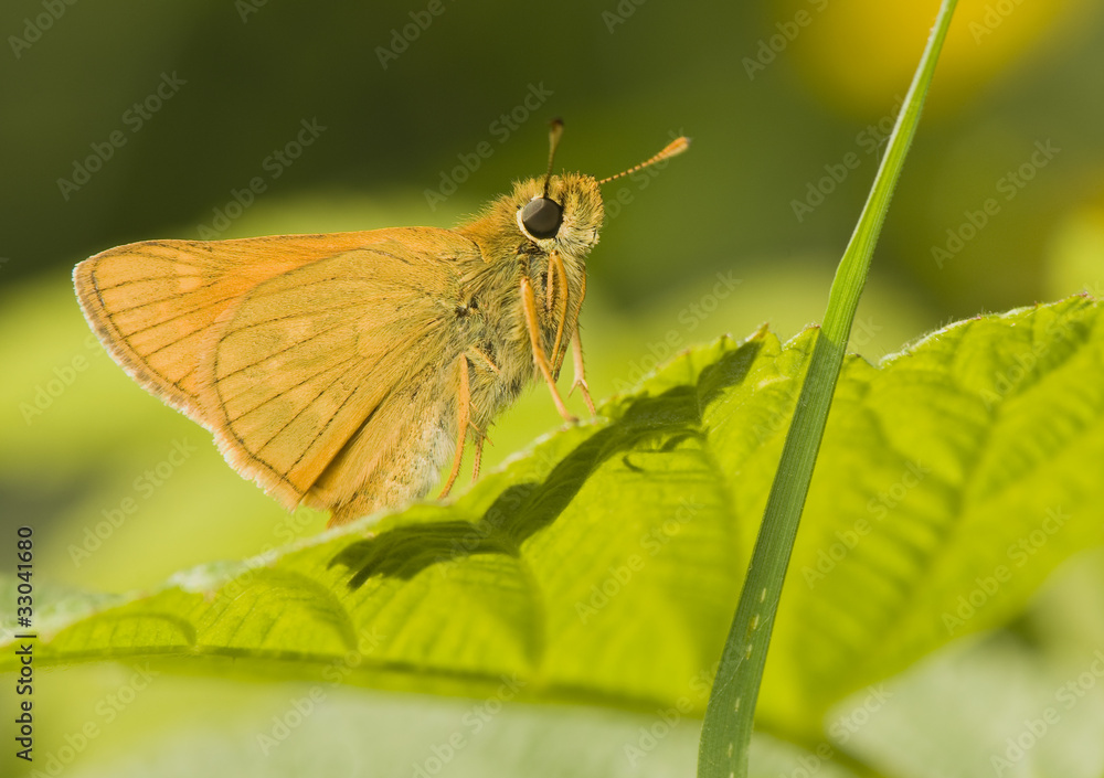 Obraz premium Ochlodes sylvanus