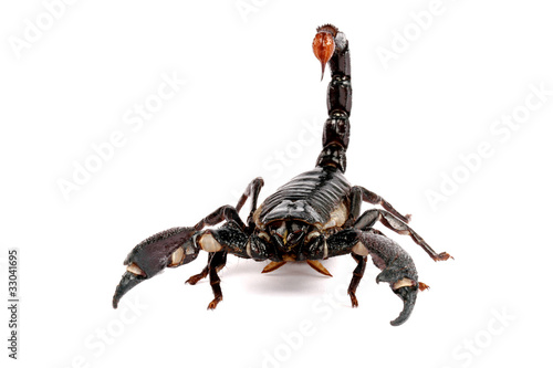 Emporer Scorpion  (Pandinus imperator)