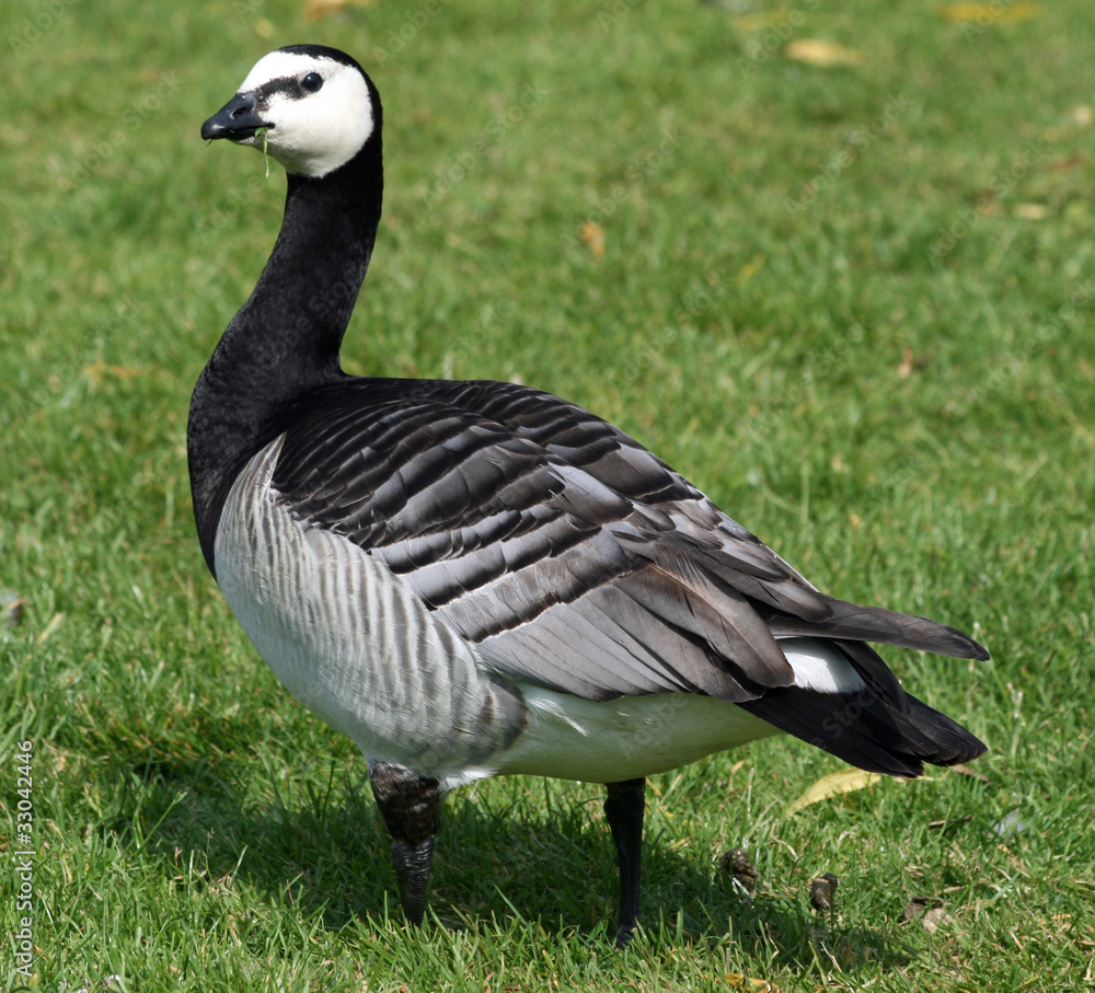 Barnacle Goose Barnacle Goose