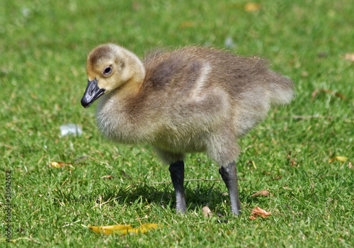 Photography Canada Geese gosling 3