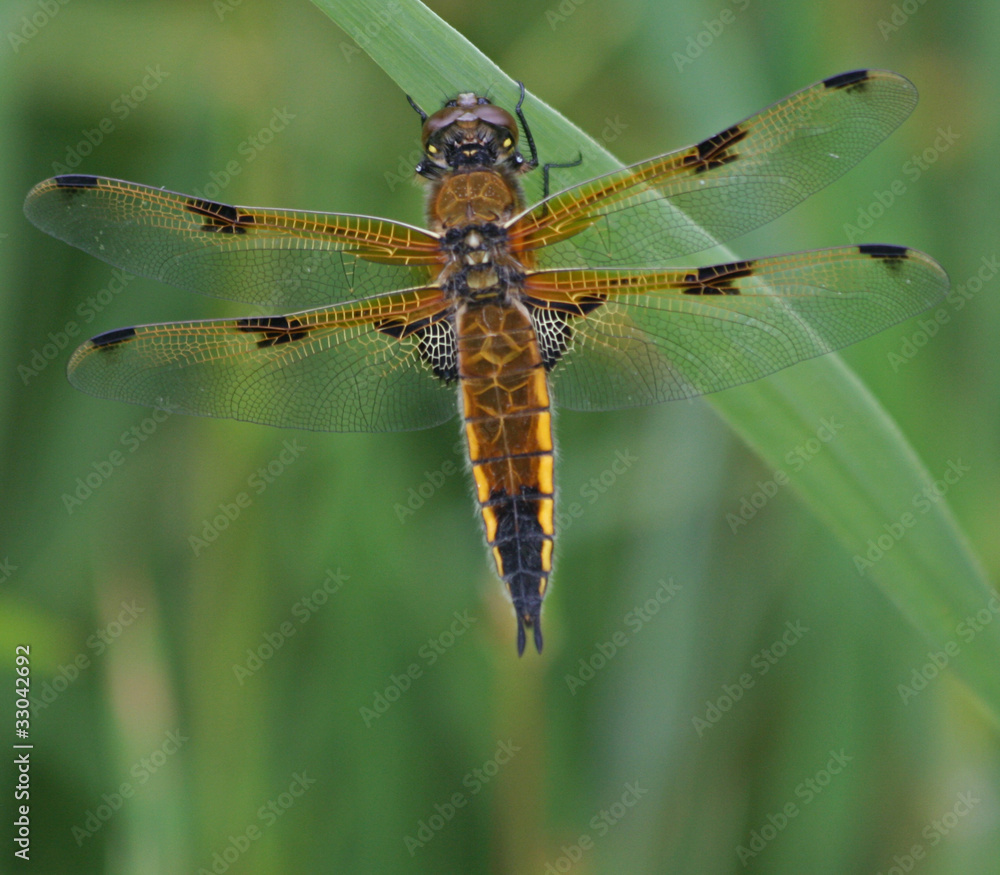 Four-Spotted Chaser Dragonfly 4 Four-Spotted Chaser Dragonfly 4