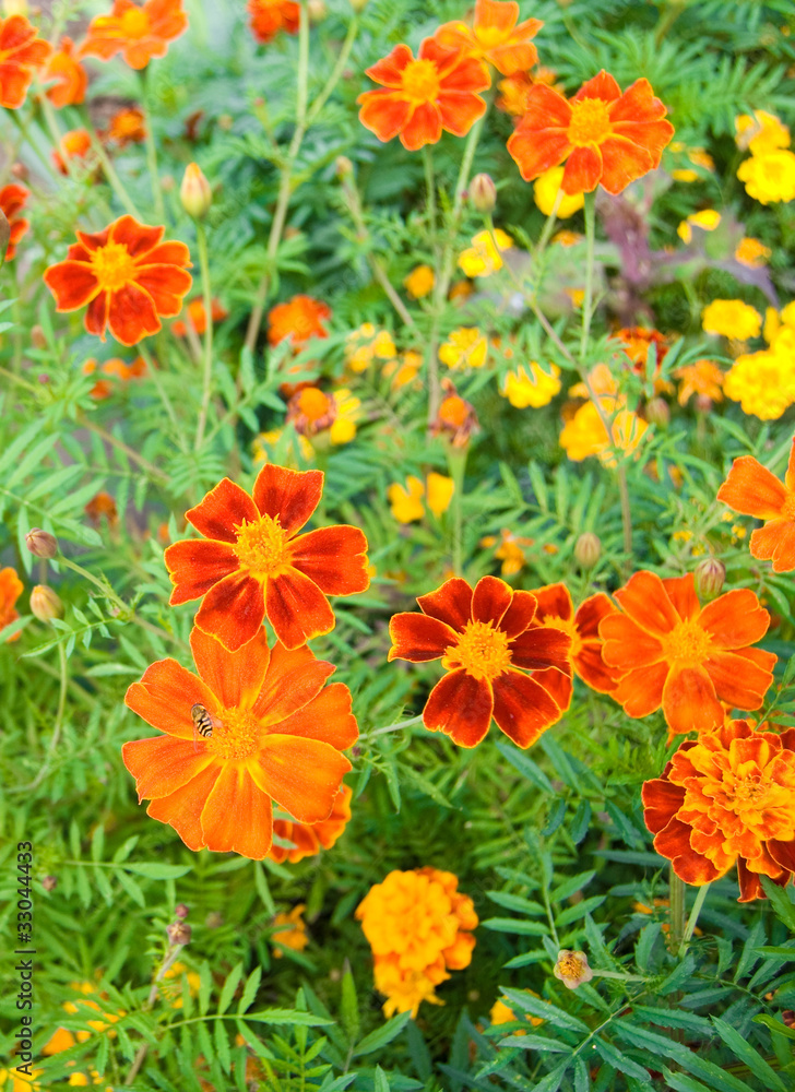 flowers flowers