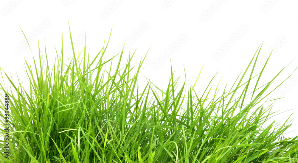 fresh spring green grass i - obrazy, fototapety, plakaty 