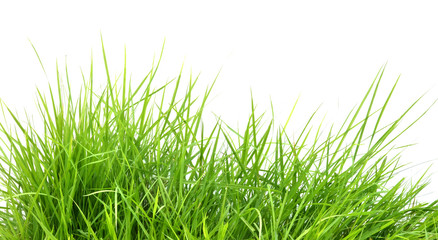 Acrylglasbilder Gras Frisches Frühlingsgras in Nahaufnahme  © anankkml