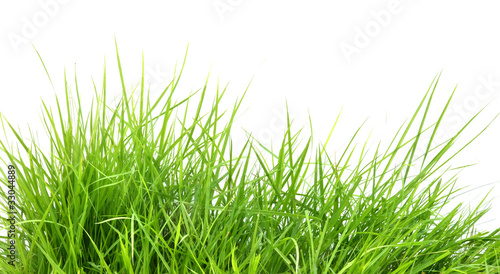 fresh spring green grass i