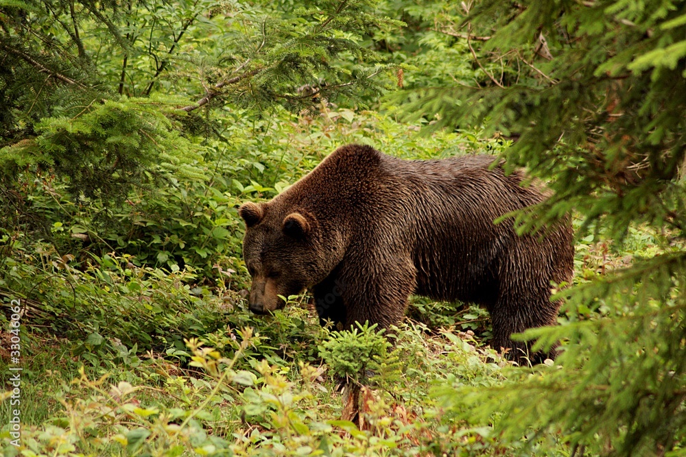 Bär Bär
