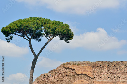 Obraz na płótnie Italian Pine w salonie